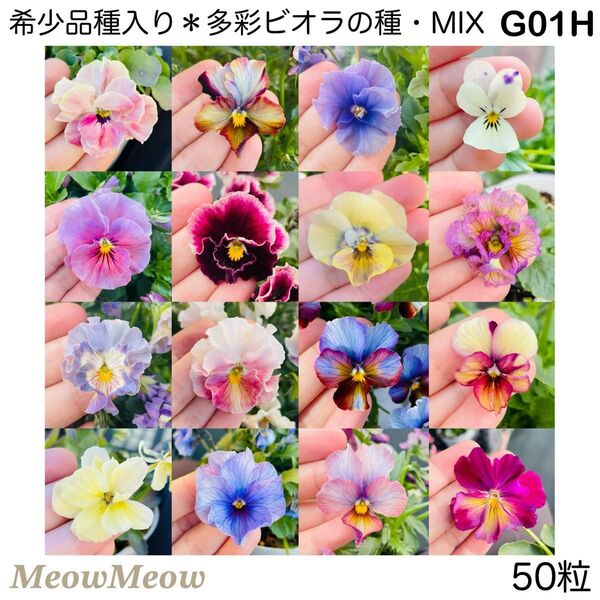 【G01H】希少品種入り*個性派ビオラの種・ミックス(50粒)