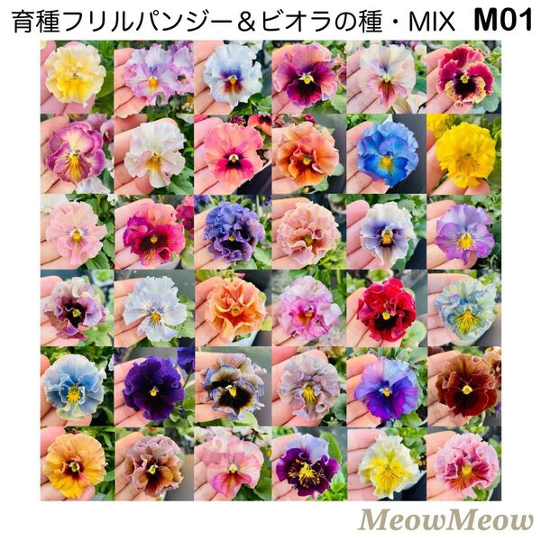 【M01】フリルパンジー&ビオラの種・MeowMeow交配・ミックス(100粒)