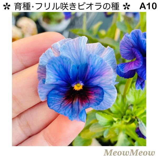 【A10】MeowMeow交配・フリルビオラの種(15粒)