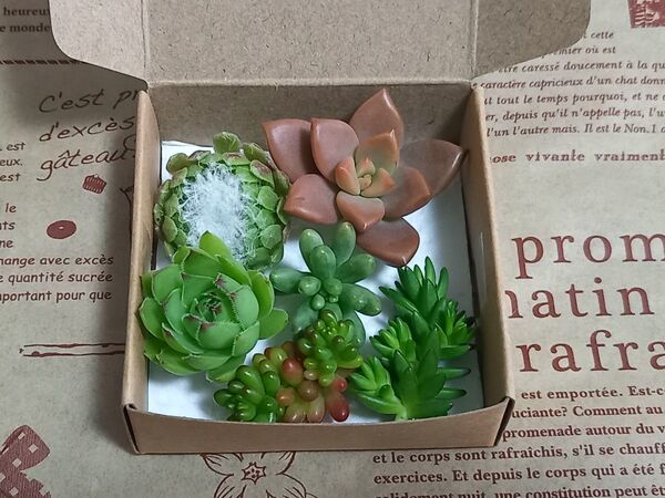 ★多肉植物 カット苗 6種 詰め合わせ 同等苗発送