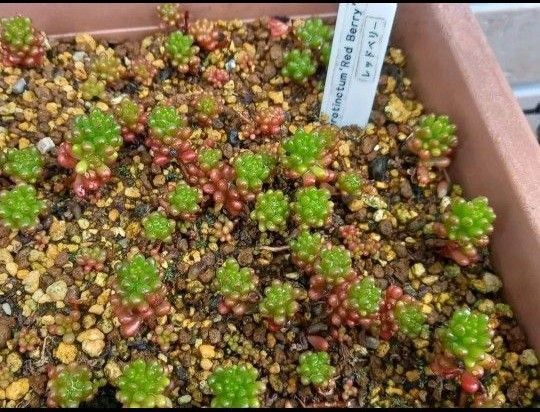 レッドベリー カット苗 10本 多肉植物 セダム