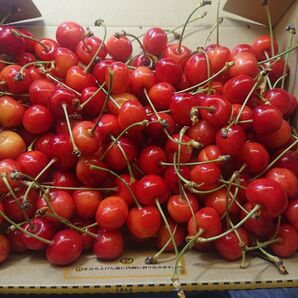 山形県産 さくらんぼ 紅王 訳あり