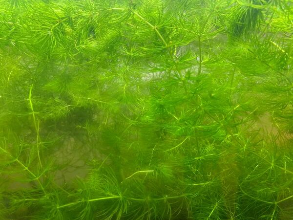無農薬マツモ10cm以上10本以上