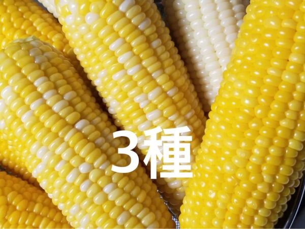 順次発送!朝採り とうもろこし 食べ比べ3種
