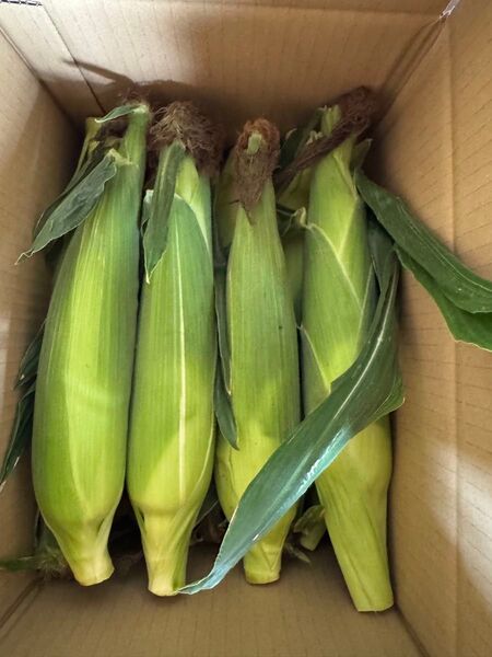 順次発送!朝採り 訳あり とうもろこし 食べ比べ3種