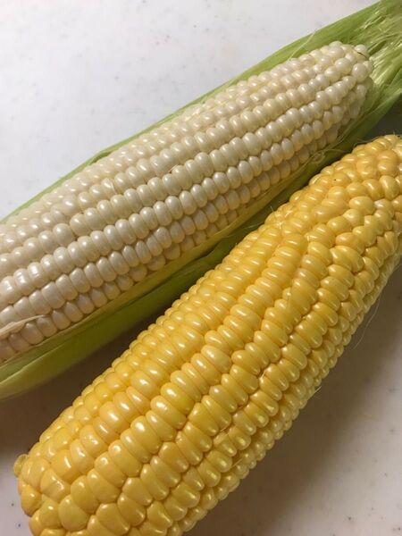 順次発送!朝採り とうもろこし 食べ比べ2種