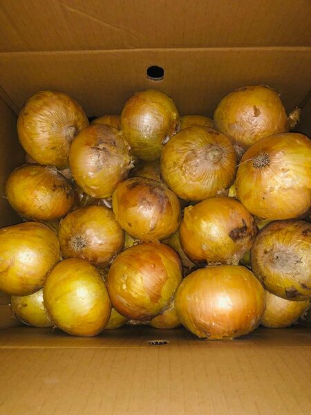 新玉ねぎ10kg 佐賀県産①