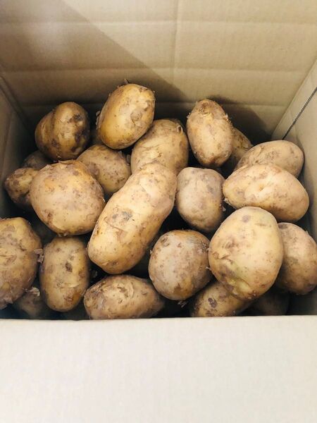 新ジャガ10kg④ 長崎県産(大)