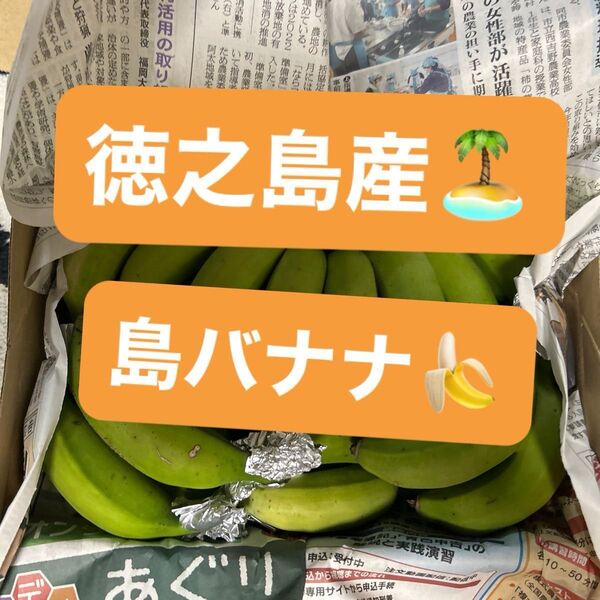 徳之島産 島バナナ 農薬不使用 自然栽培 国産徳之島産 島バナナ 農薬不使用 自然栽培 国産