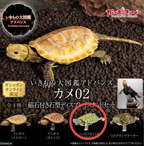 いきもの大図鑑 アドバンス カメ02 ミシシッピアカミミガメ ガシャポンオンライン版