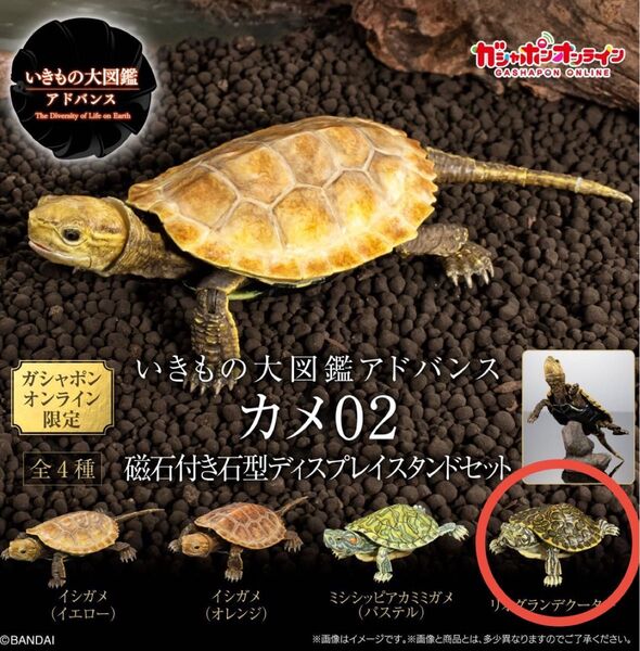 いきもの大図鑑 アドバンス カメ02 リオグランデクーター ガシャポンオンライン版