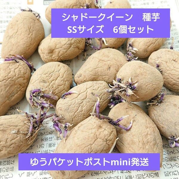 シャドークイーン 種芋 SSサイズ 6個 じゃがいも 家庭菜園