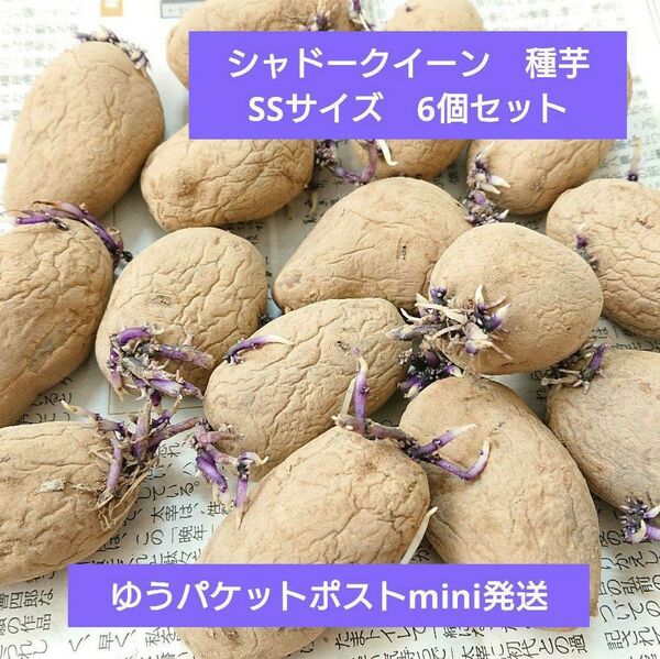 シャドークイーン 種芋 SSサイズ 6個 じゃがいも 家庭菜園 b