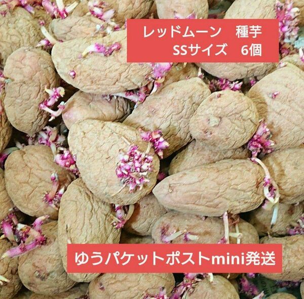 レッドムーン 種芋 SSサイズ 6個 じゃがいも 家庭菜園