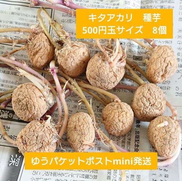 キタアカリ 種芋 SSサイズ 8個 お試し じゃがいも 家庭菜園
