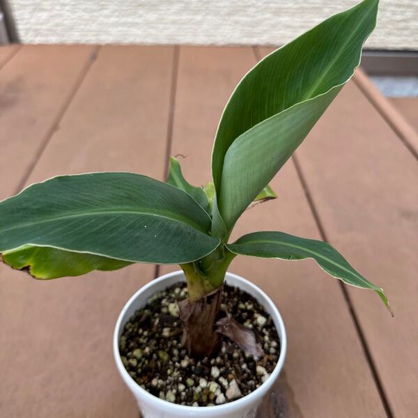 【運気アップ 南国植物】バナナ 苗 芭蕉 庭木 観葉植物 プラ鉢のままで発送