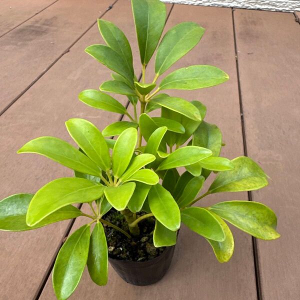 【安心感 観葉植物】ホンコンカポック ハッピーイエロー 苗ポットのまま発送