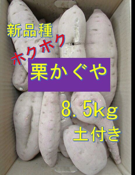 農家直送新品種栗かぐや土付き8.5kg
