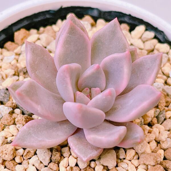 『カリナ錦』6番 斑入り エケベリア 多肉植物