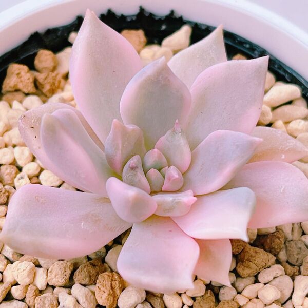 『カリナ錦』8番 斑入り エケベリア 多肉植物