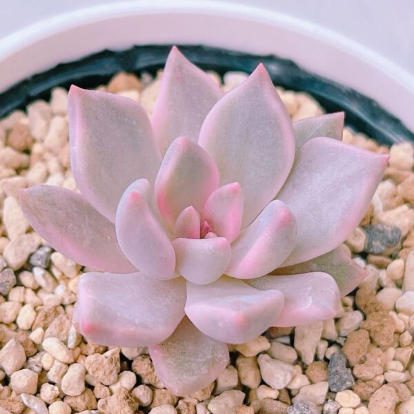 『カリナ錦』9番 斑入り エケベリア 多肉植物