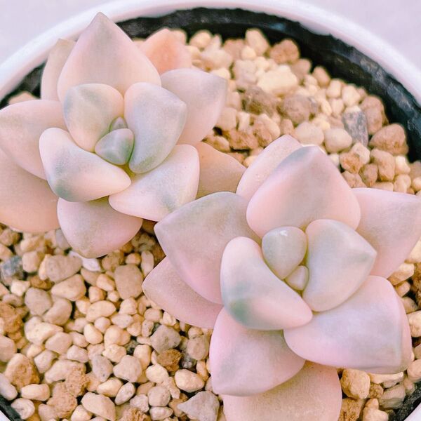 『ティテュバンス錦』8番 斑入り グラプト 多肉植物