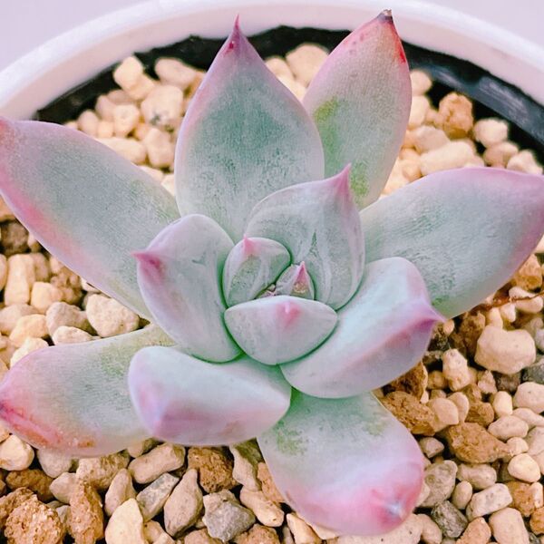 『コロラータ ルーフ』エケベリア 多肉植物1150
