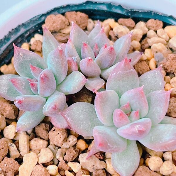 『アテマハック』エケベリア 多肉植物670