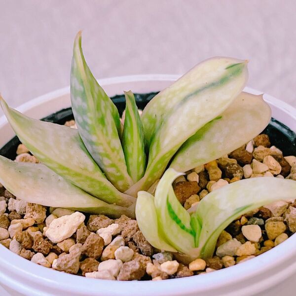 『銀沙子宝錦』糊斑 レア ガステリア 多肉植物