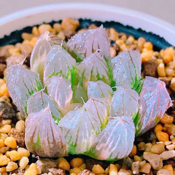 『ブラックオブツーサ錦』縞斑入り ハオルチア 多肉植物