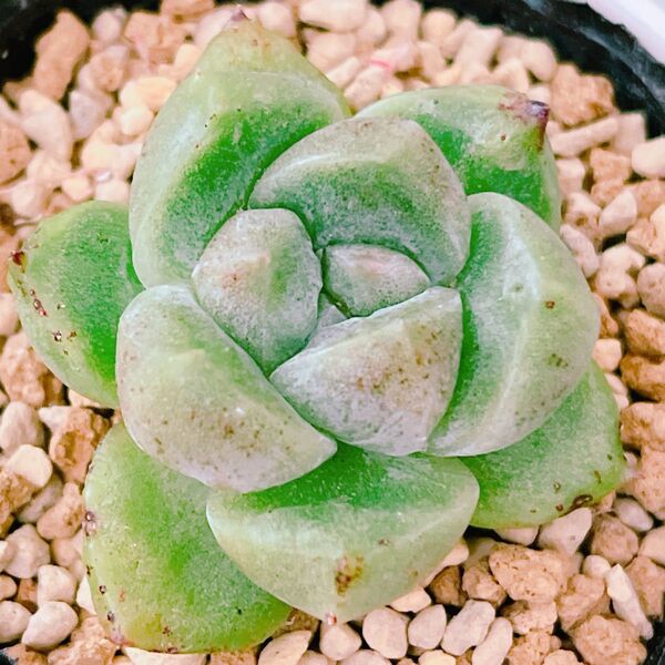 『グレムリン錦』斑入り エケベリア 多肉植物