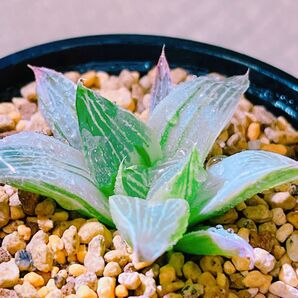 『ミルキーウェイ』糊斑 ハオルチア 多肉植物