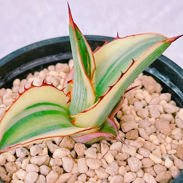 『五色万代』斑入り アガベ 多肉植物