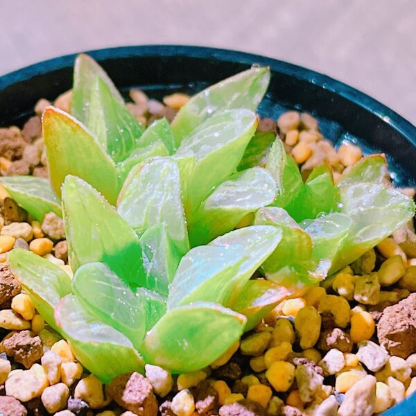 『寿晃錦』斑入り ハオルチア 多肉植物510
