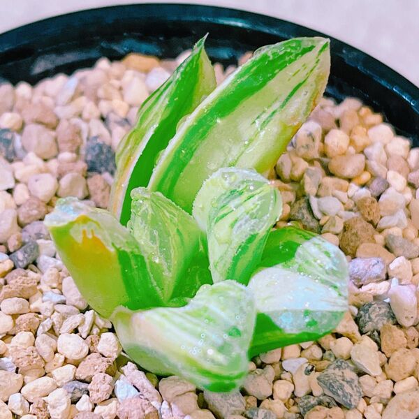 『美穂錦』極上 縞斑入り ハオルチア 多肉植物
