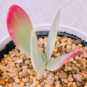 『デザートローズ錦』6番 斑入り カランコエ 多肉植物