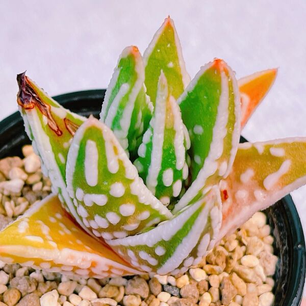 『天使の涙』レア ハオルチア 多肉植物2180