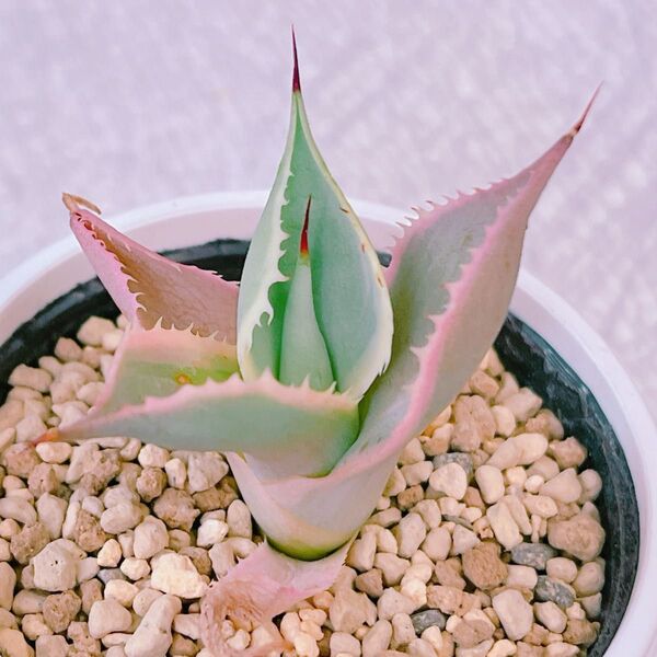 『アイスクリーム』斑入り アガベ 多肉植物