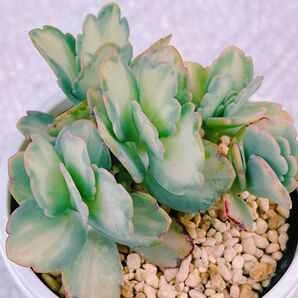『胡蝶の舞錦』1番 中斑 レア カランコエ 多肉植物