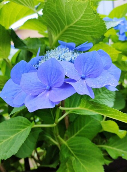 額紫陽花 ブルースカイ 挿し穂3本 ガクアジサイ 挿し木 おまけあり