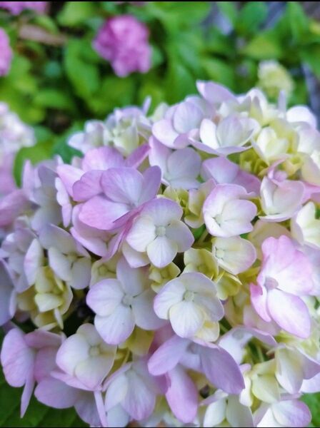 アジサイ 紫陽花 挿し穂5本 挿し木 2節 あじさい 可愛いピンク色 おまけ 胡蝶の舞