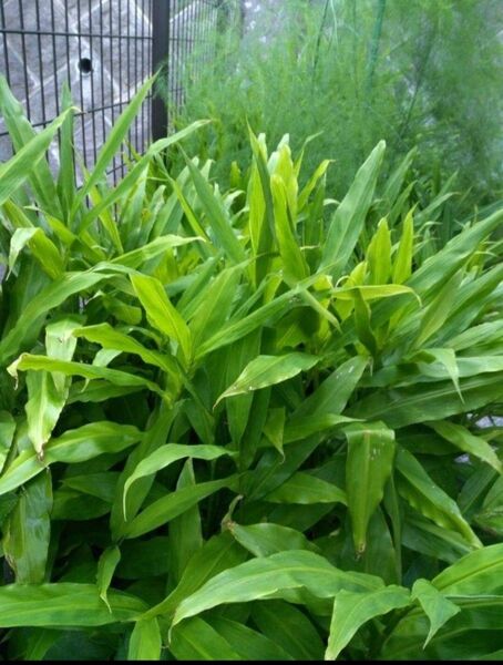 無農薬茗荷 ミョウガ 10本 茗荷 みょうが 抜き苗