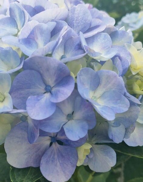 アジサイ 紫陽花 挿し木 挿し穂3本 2節 あじさい おまけあり