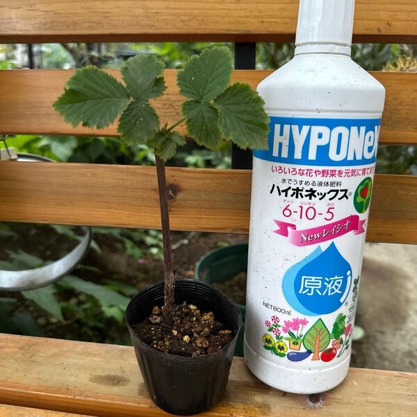 棘なしベリー苗