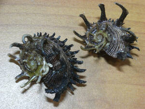 貝の標本 Angaria melanacantha set 2.41mm&49.4mm