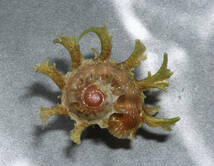 貝の標本 Angariaa sphaerula 49mm.w/o._画像1