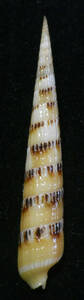 貝の標本 terebra pertusa 53mm