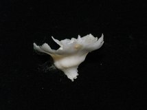 貝の標本 トサキキョウニシ　Latiaxis latispinnatus 25mm.w/o._画像2