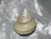 貝の標本 Bathbembix argenteonitens 58.5mm.big. 台湾_画像1