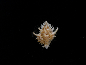 貝の標本 Favarita judithae 18mm.